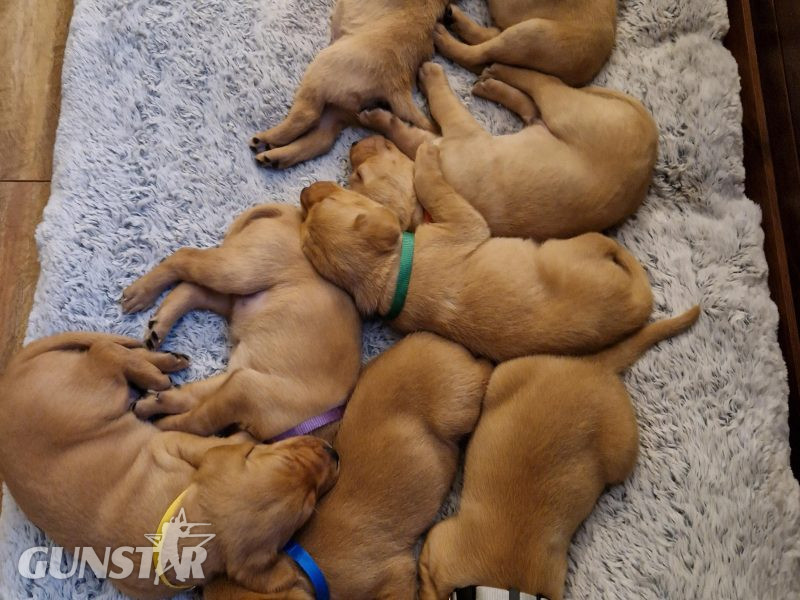fox red labs