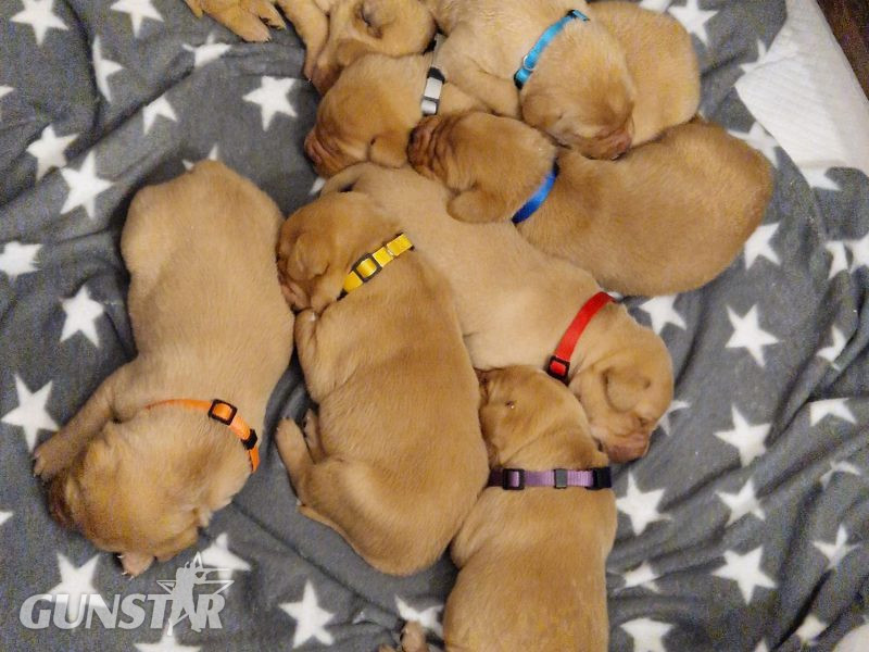 fox red labs in 