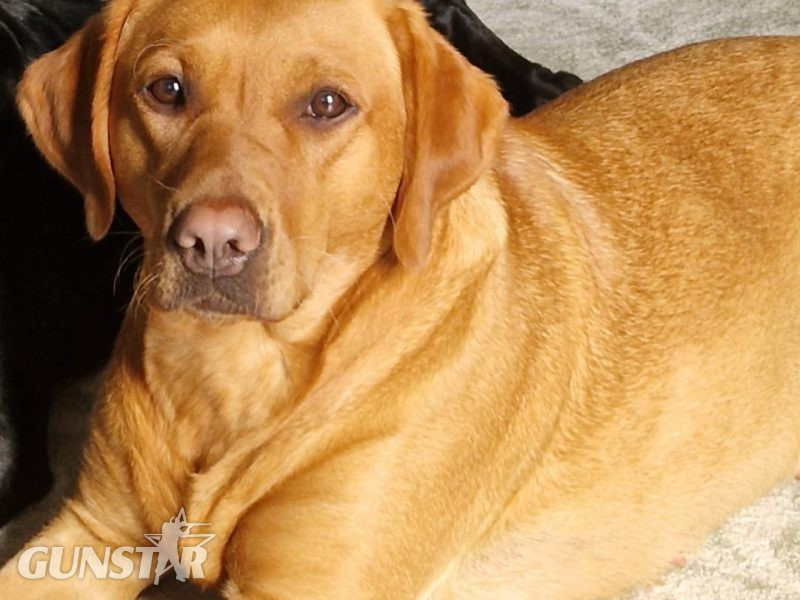 fox red labs - {CATEGORY} in 