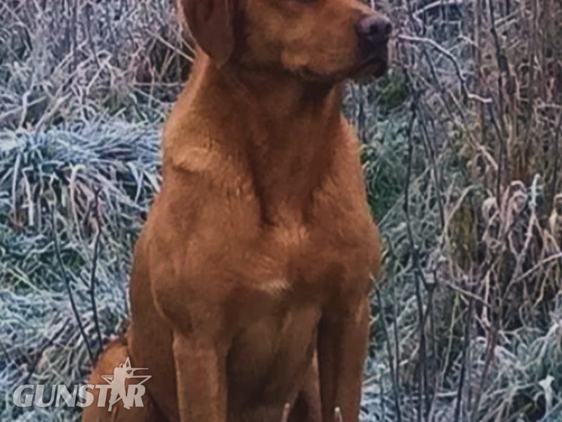  fox red labs
