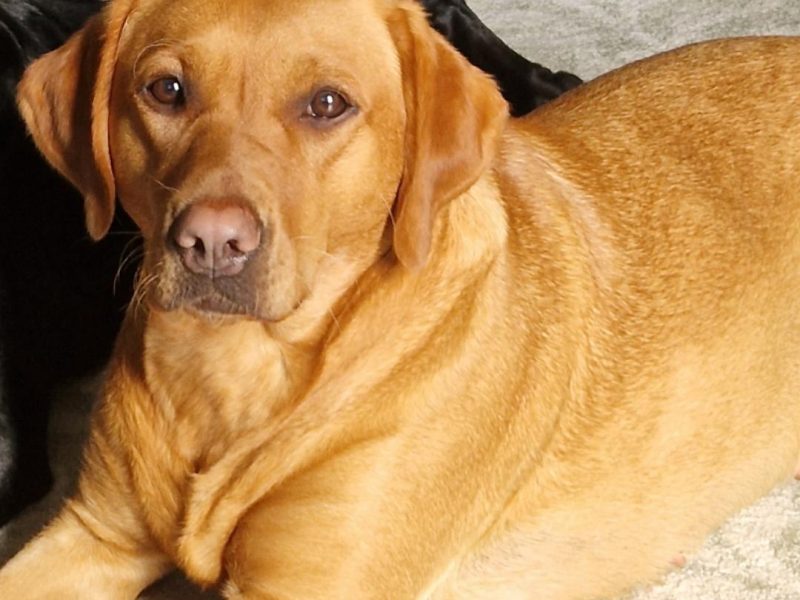 fox red labs - {CATEGORY} in 