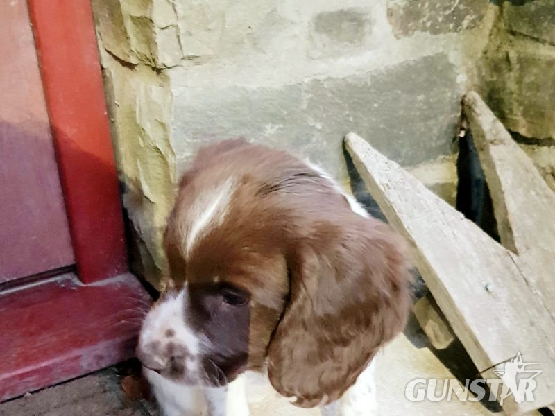  3 kc registered pups all boys