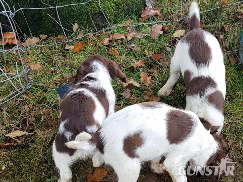 3 kc registered pups all boys