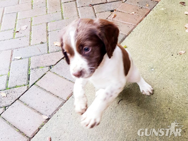 3 kc registered pups all boys - {CATEGORY}