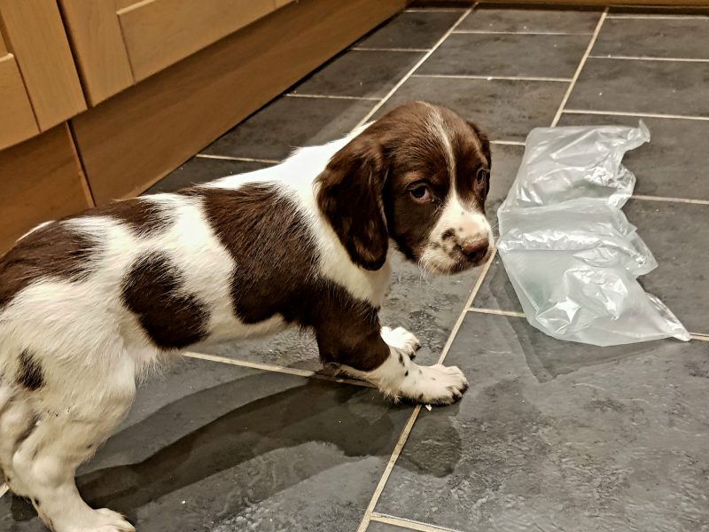 3 kc registered pups all boys - {CATEGORY} in 