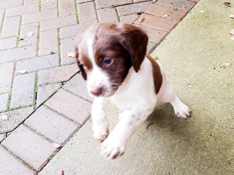 3 kc registered pups all boys - {CATEGORY}