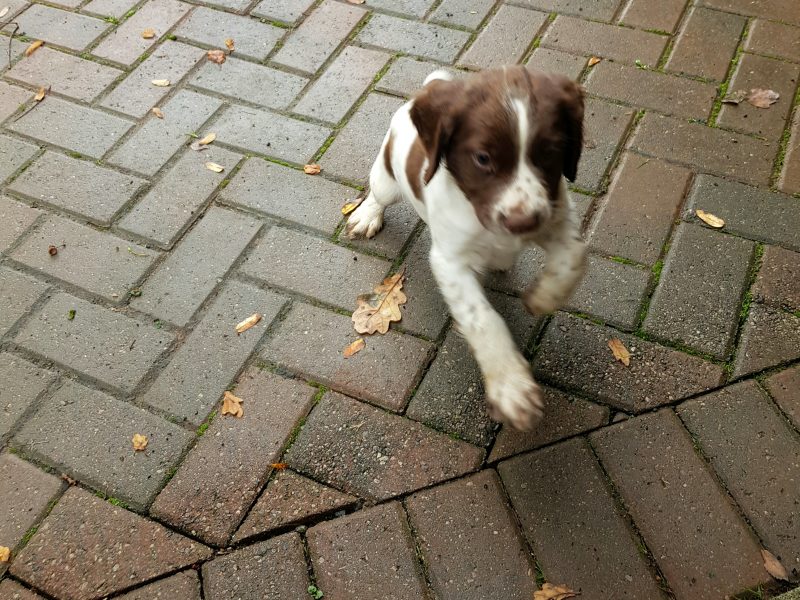 3 kc registered pups all boys 