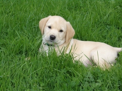 KC working labradors x OFTW Bluecreek curtis cash