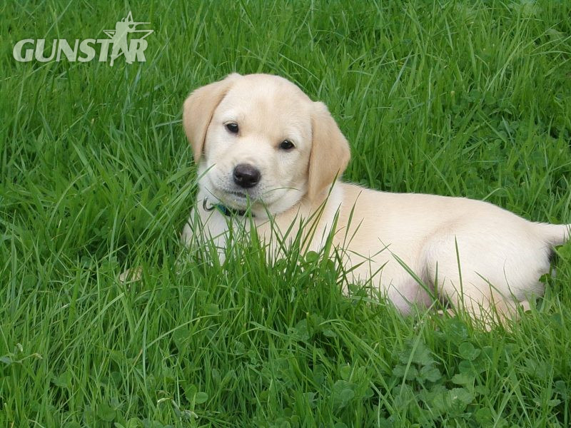 KC working labradors x OFTW Bluecreek curtis cash in 