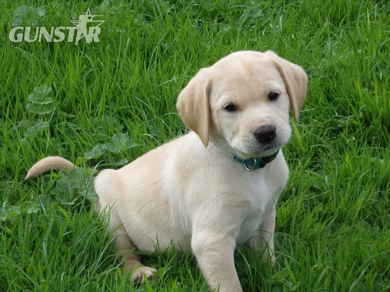 KC working labradors x OFTW Bluecreek curtis cash - {CATEGORY} in 