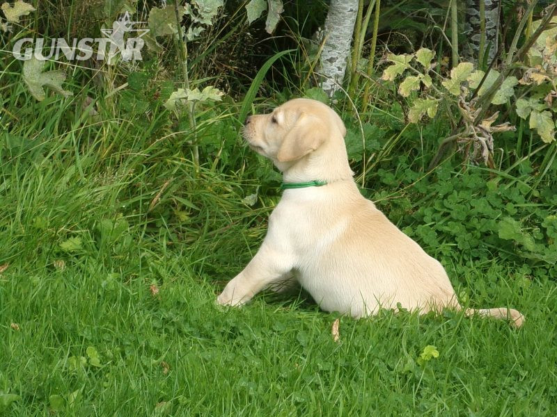 KC working labradors x OFTW Bluecreek curtis cash