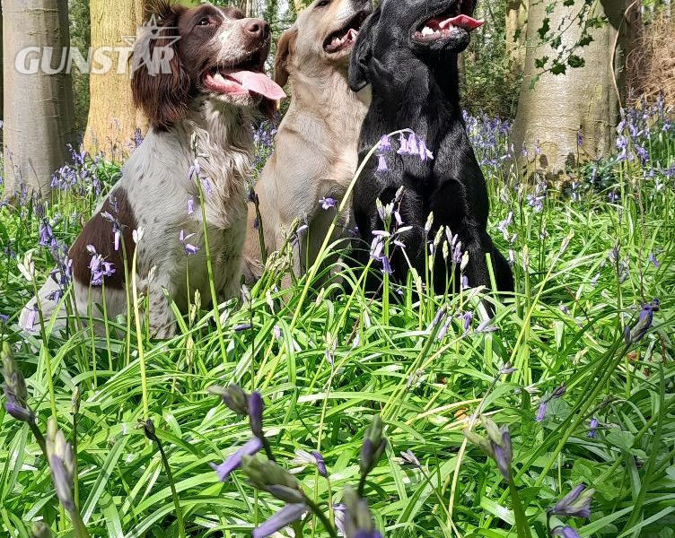 KC working labradors x OFTW Bluecreek curtis cash 