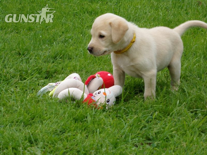  KC working labradors x OFTW Bluecreek curtis cash