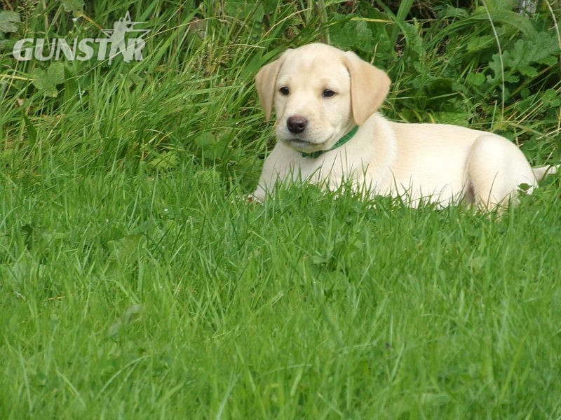 {CATEGORY} - KC working labradors x OFTW Bluecreek curtis cash in 