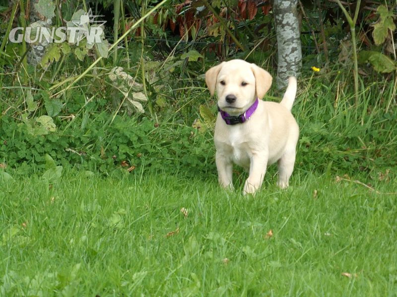 KC working labradors x OFTW Bluecreek curtis cash - {CATEGORY}