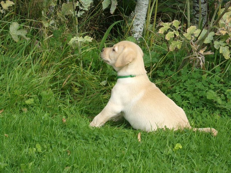 KC working labradors x OFTW Bluecreek curtis cash