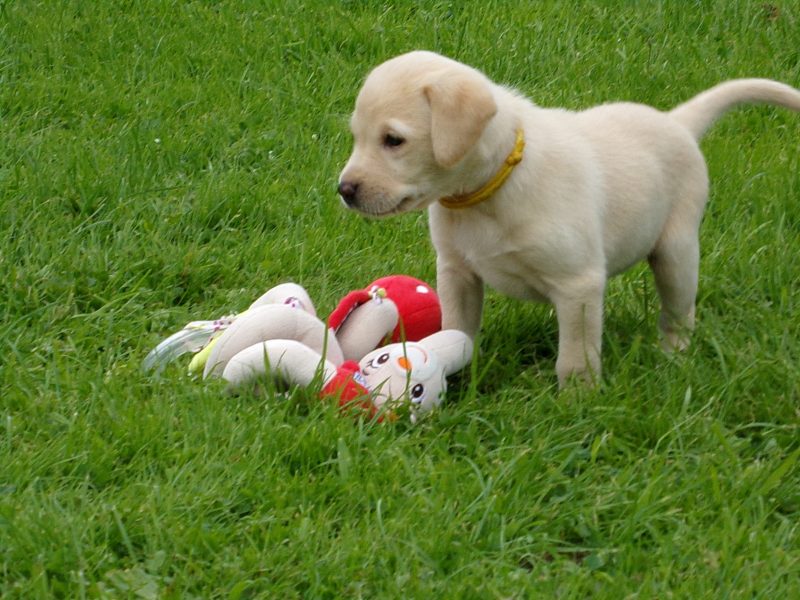  KC working labradors x OFTW Bluecreek curtis cash