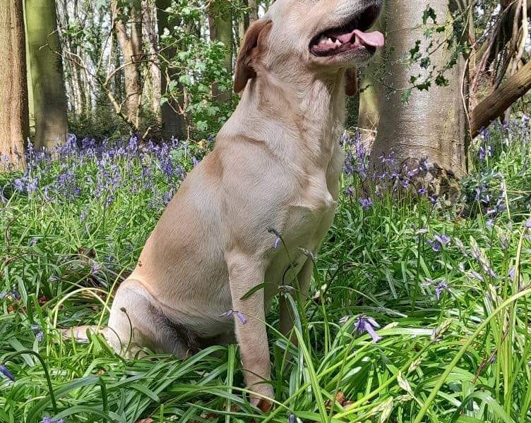 KC working labradors x OFTW Bluecreek curtis cash - {CATEGORY} in 