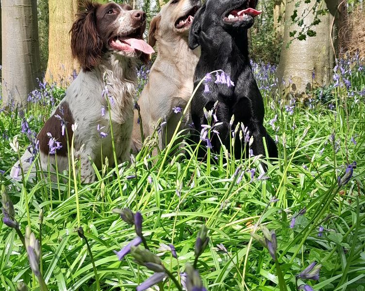 KC working labradors x OFTW Bluecreek curtis cash 