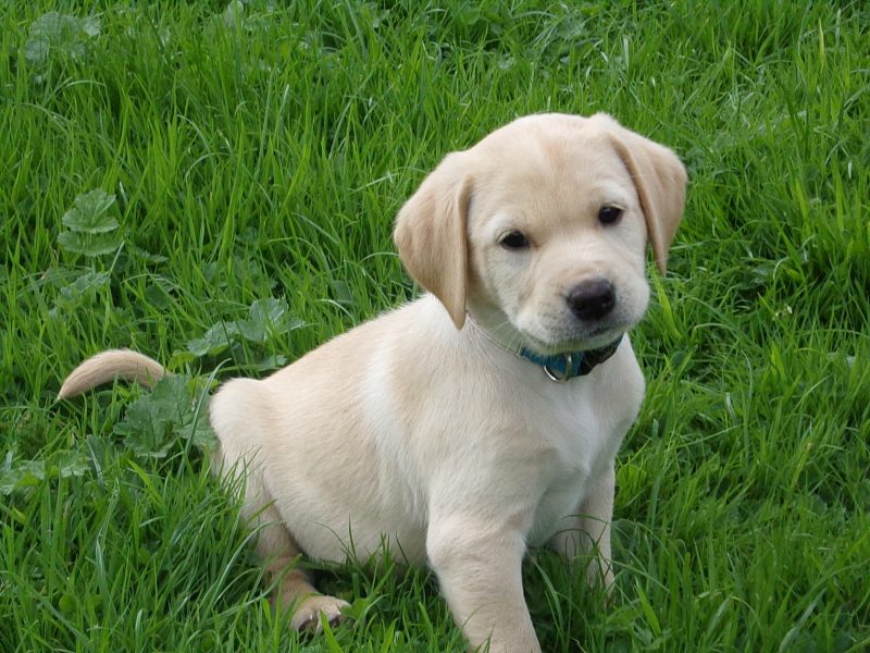 {CATEGORY} - KC working labradors x OFTW Bluecreek curtis cash