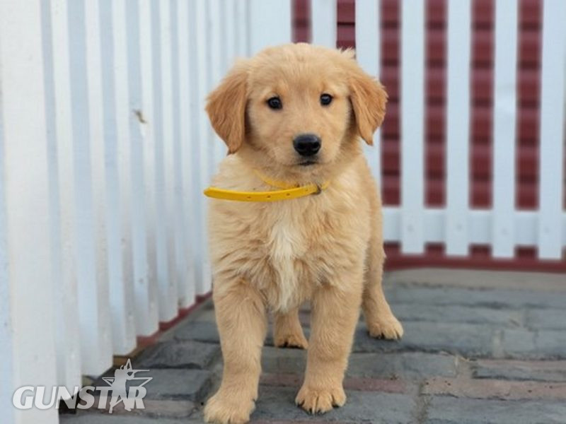Golden Retriever puppies in 