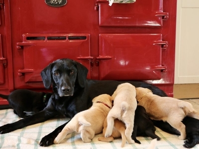 1 golden boy for sale
