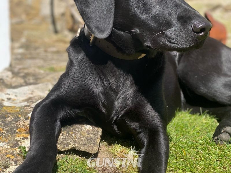 1 golden boy for sale - {CATEGORY}