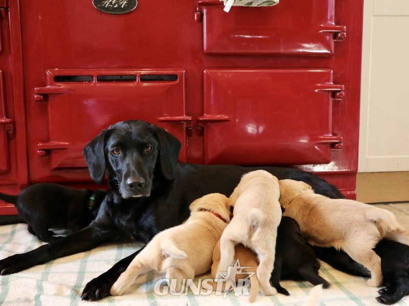 1 golden boy for sale in 