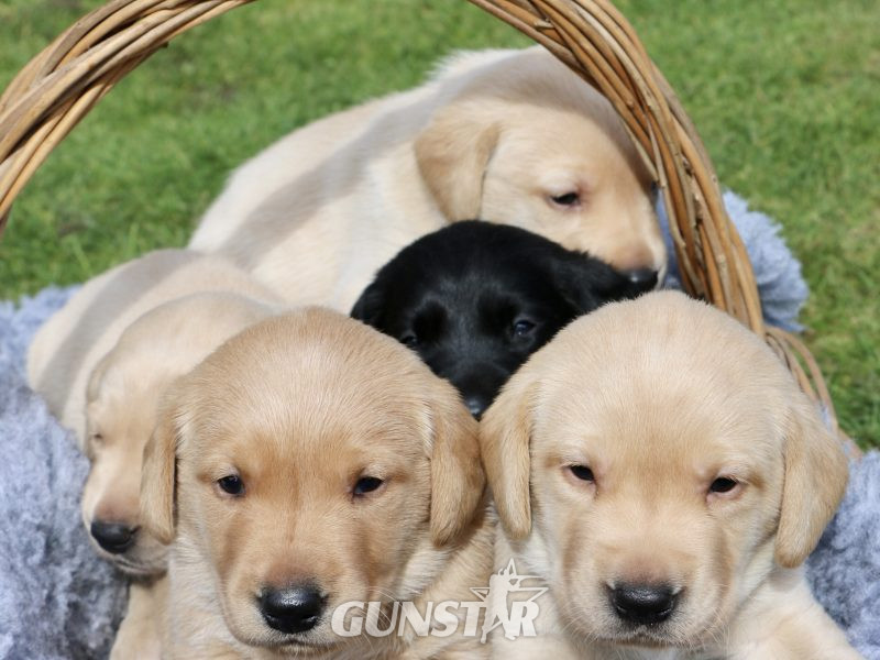  1 golden boy for sale