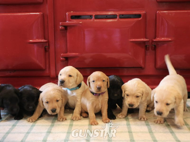 1 golden boy for sale