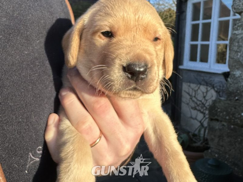 1 golden boy for sale - {CATEGORY} in 