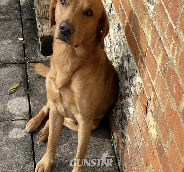 1 golden boy for sale 