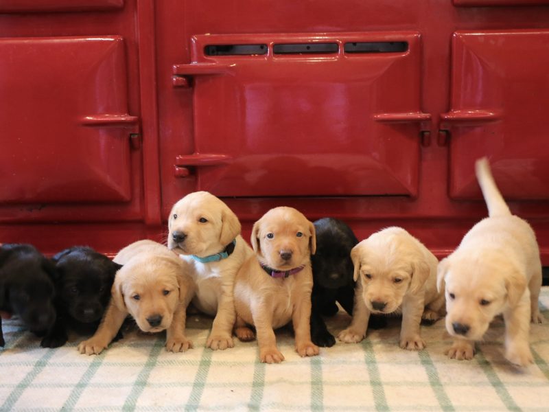 1 golden boy for sale
