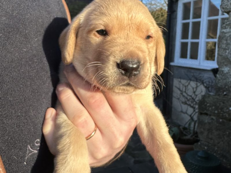 1 golden boy for sale - {CATEGORY} in 