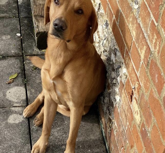 1 golden boy for sale 