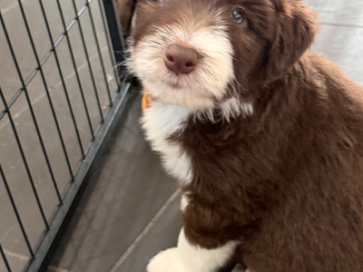Beautiful Bearded Collie Puppies 