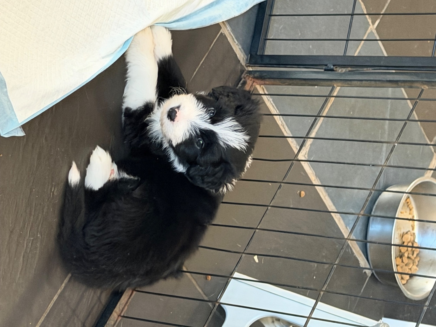 Beautiful Bearded Collie Puppies 