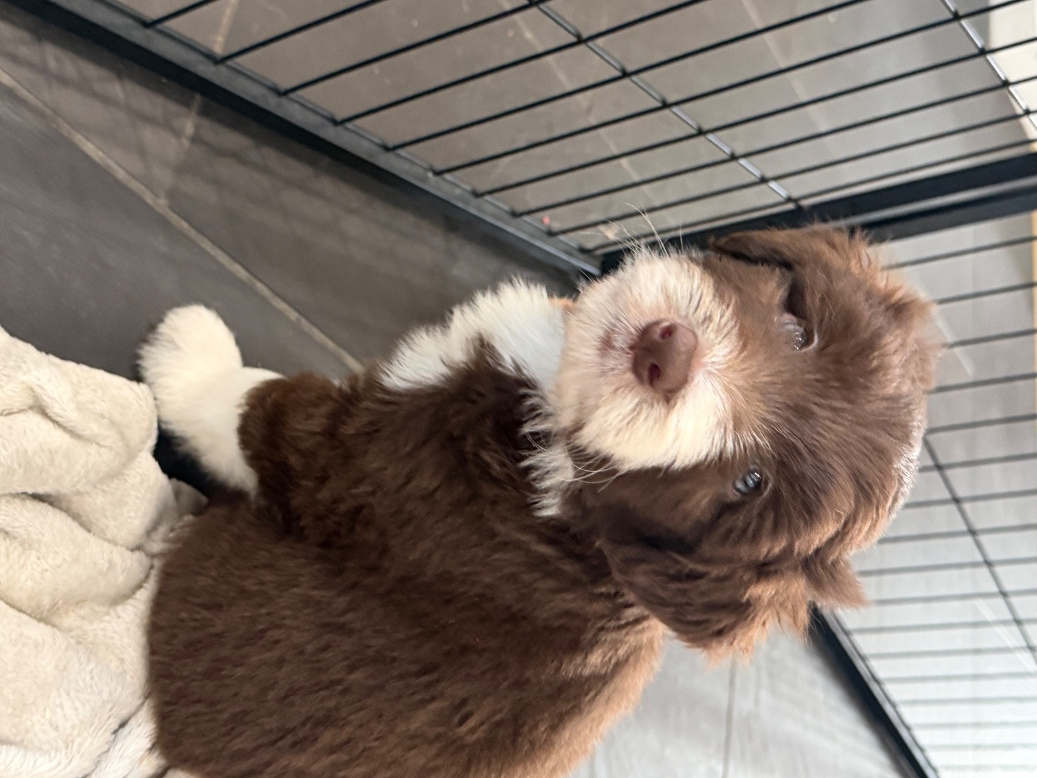  Beautiful Bearded Collie Puppies 