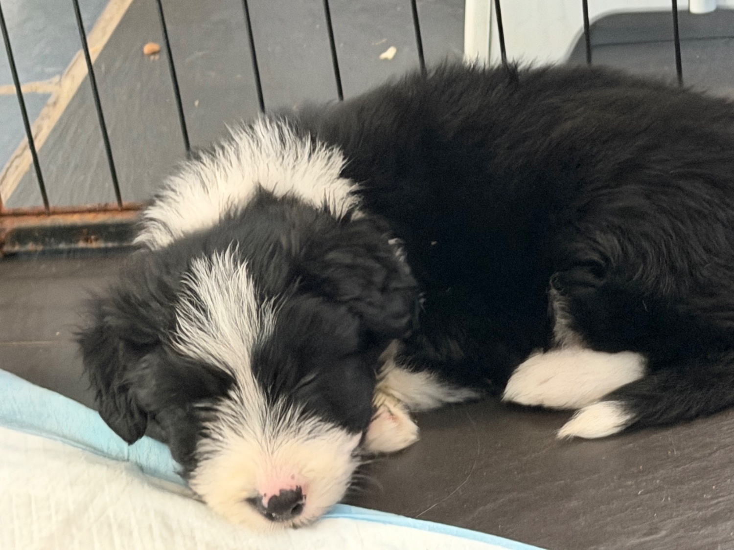 Beautiful Bearded Collie Puppies  - {CATEGORY} in 