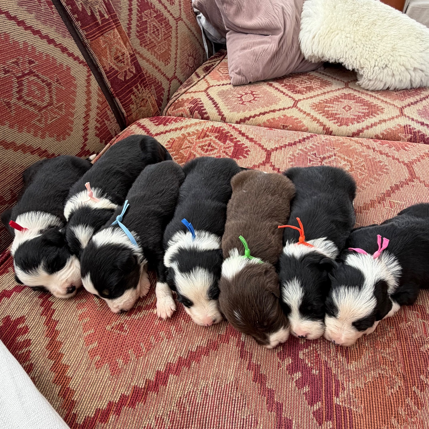 Beautiful Bearded Collie Puppies  - {CATEGORY}