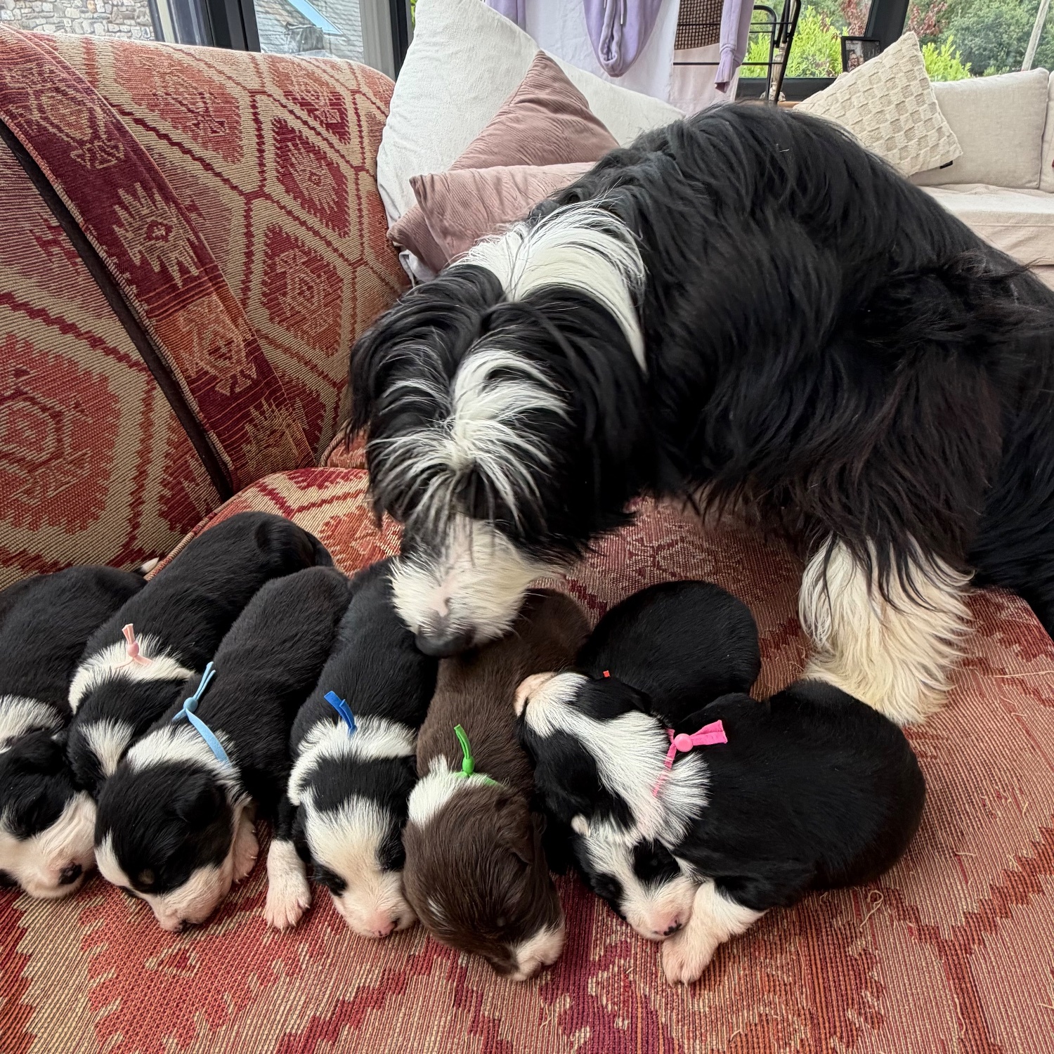 Beautiful Bearded Collie Puppies  