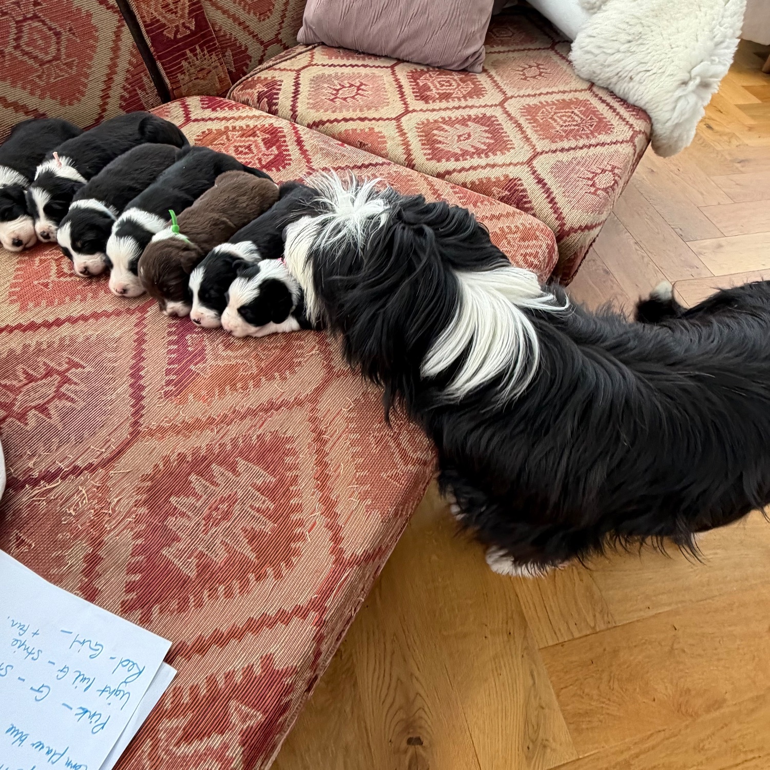 {CATEGORY} - Beautiful Bearded Collie Puppies  in 