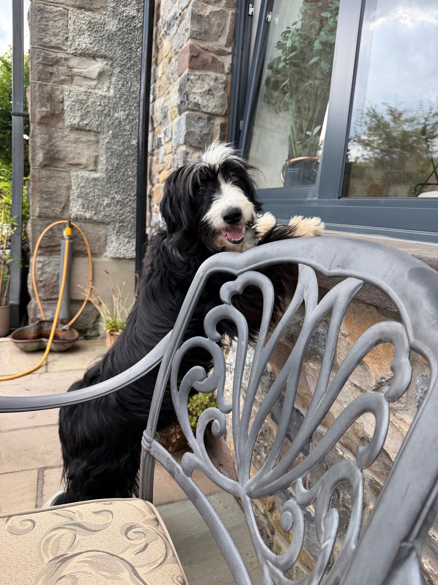 {CATEGORY} - Beautiful Bearded Collie Puppies 