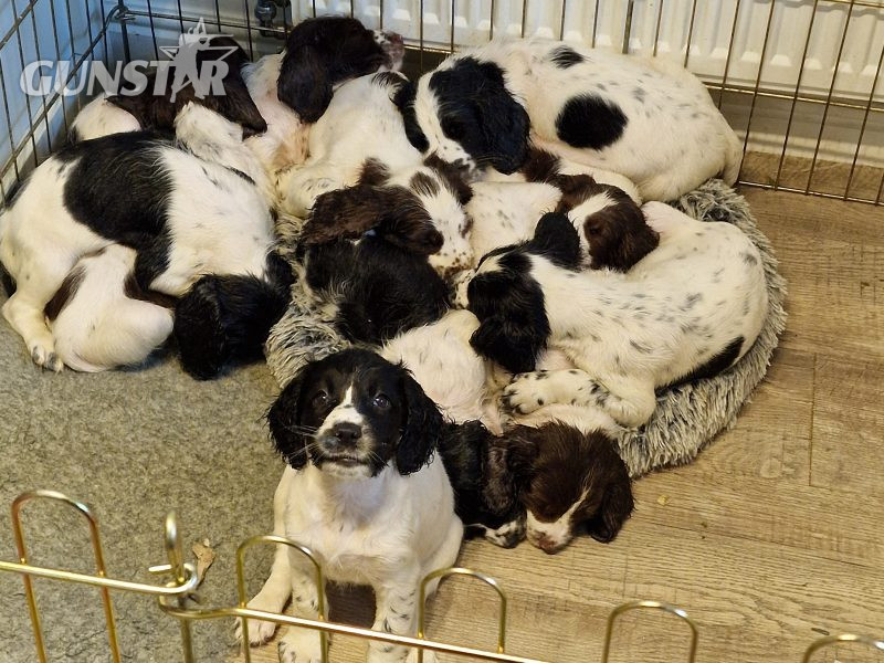 KC reg Springer Spaniel Pups 