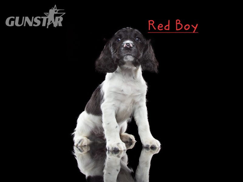 KC reg Springer Spaniel Pups