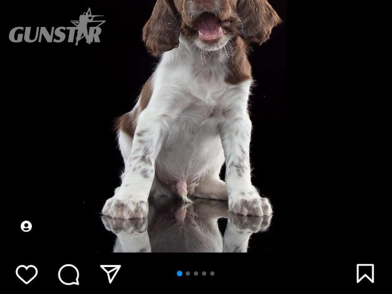  KC reg Springer Spaniel Pups