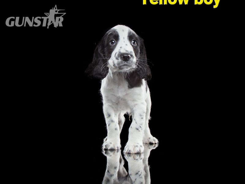 KC reg Springer Spaniel Pups - {CATEGORY}