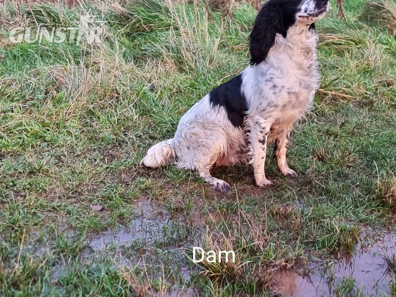 {CATEGORY} - KC reg Springer Spaniel Pups in 