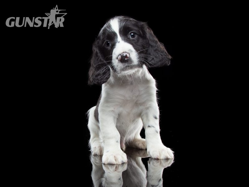 KC reg Springer Spaniel Pups - {CATEGORY} in 