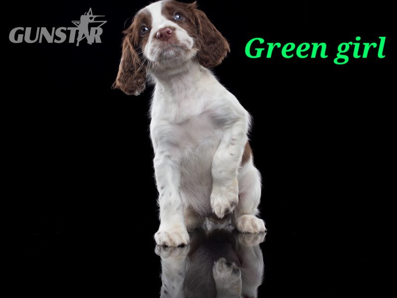 KC reg Springer Spaniel Pups in 